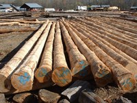 Click to view album: Timber Piling